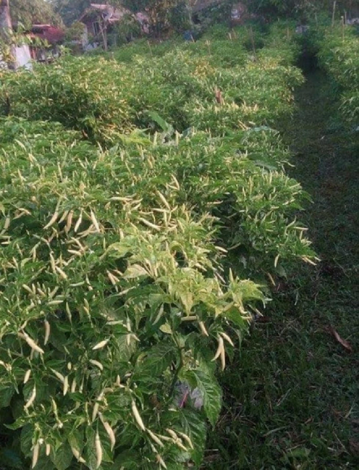 สวนพริก