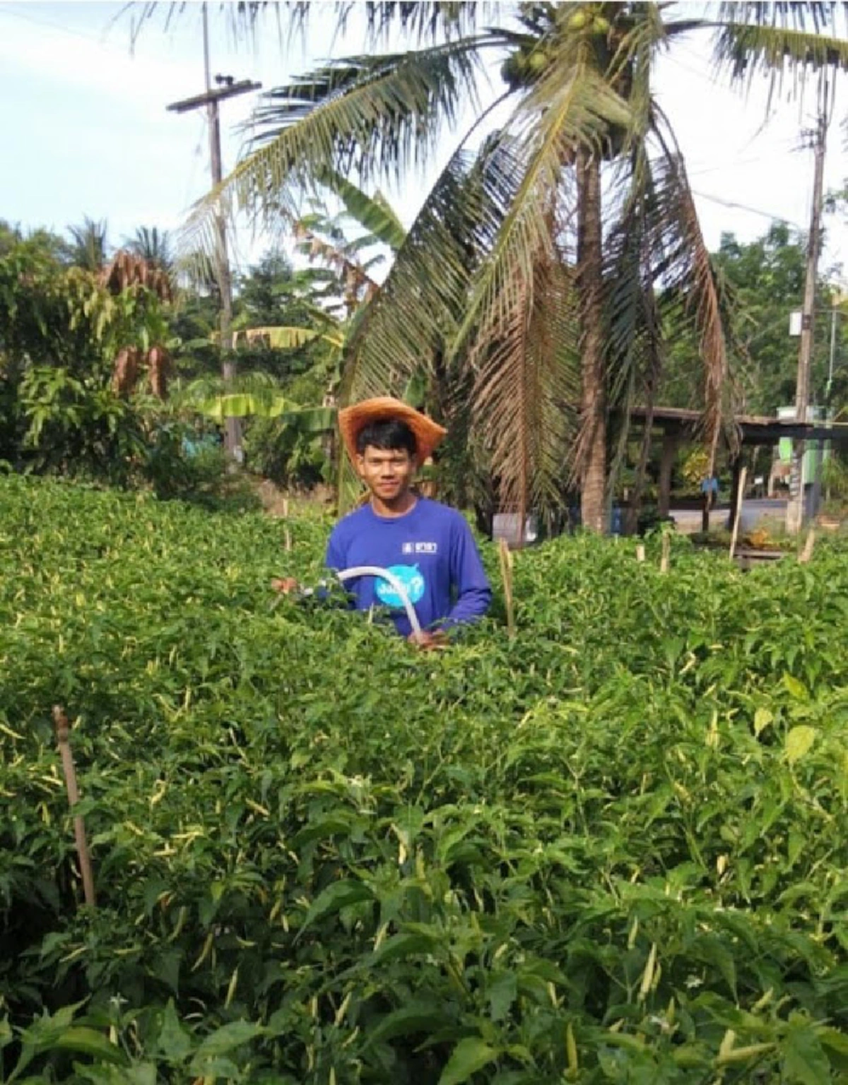 การปลูกพริก