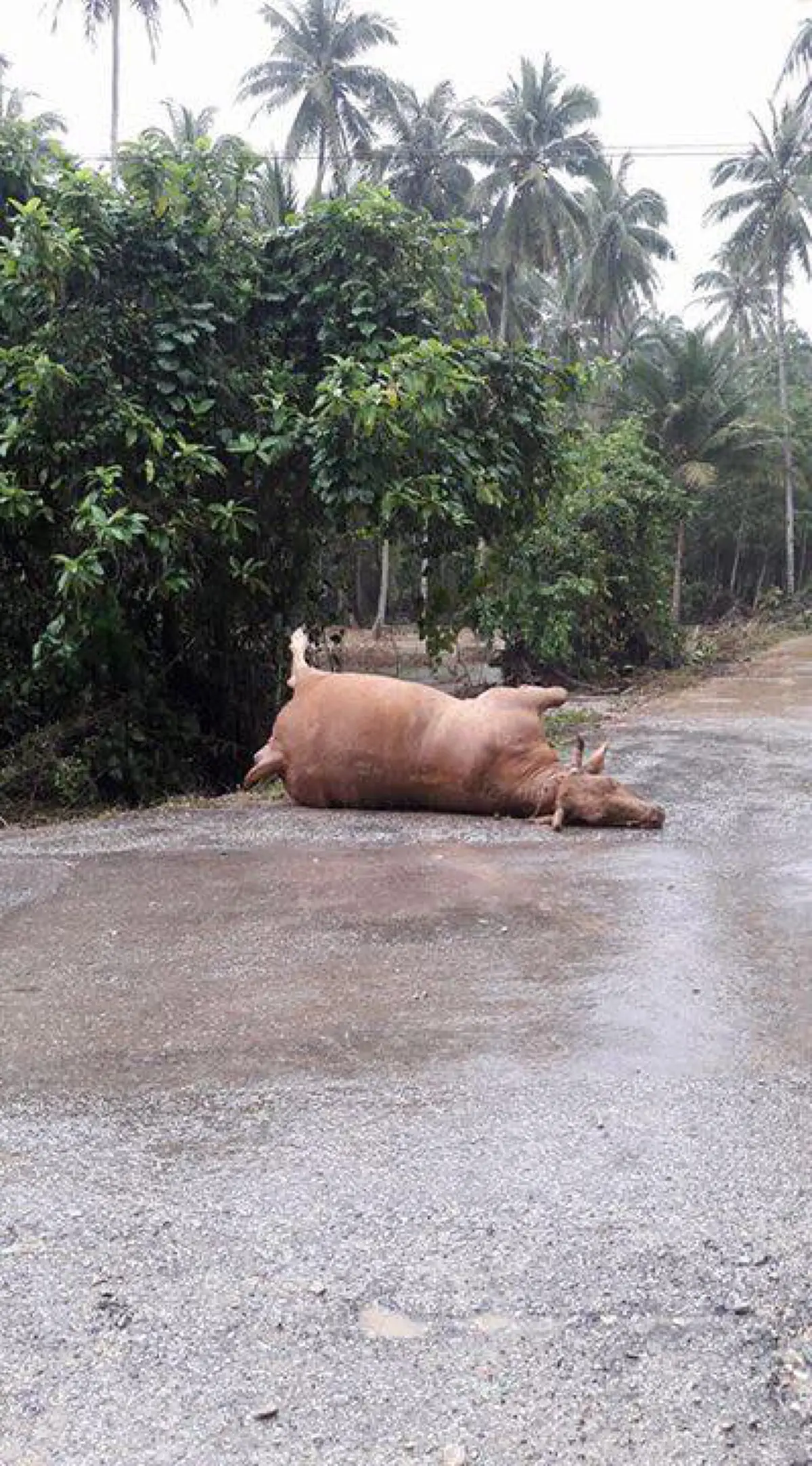น้ำพระทัยสุดยิ่งใหญ่ ...ทรงนึกถึง "สัตว์" ที่กำลังเดือดร้อนจากน้ำท่วมใต้ (ภาพชุด+รายละเอียด)