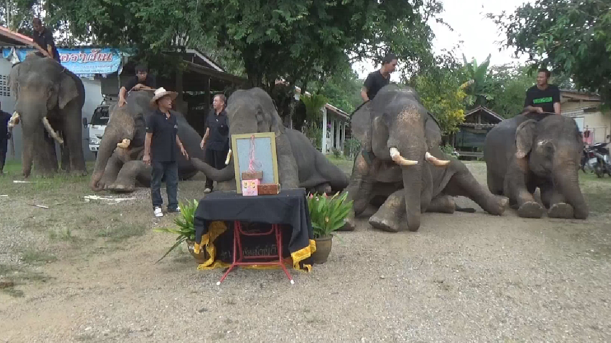 ภาพสุดประทับใจ!!! ช้างแสนรู้ 5 เชือกหมอบกราบแสดงความอาลัยเบื้องหน้าพระบรมฉายาลักษณ์ "ในหลวง ร.9"