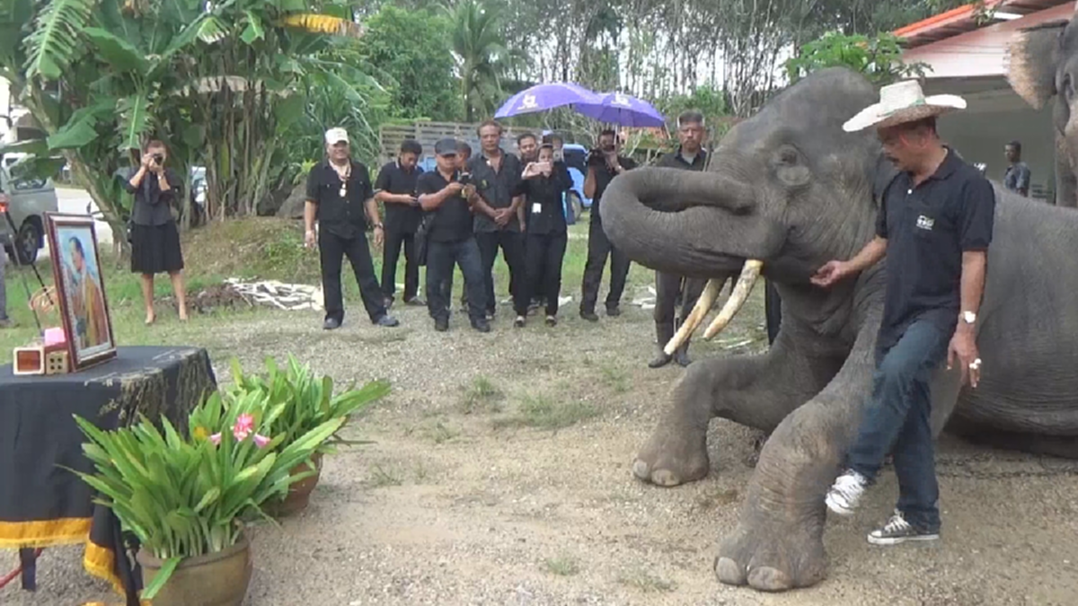 ภาพสุดประทับใจ!!! ช้างแสนรู้ 5 เชือกหมอบกราบแสดงความอาลัยเบื้องหน้าพระบรมฉายาลักษณ์ "ในหลวง ร.9"