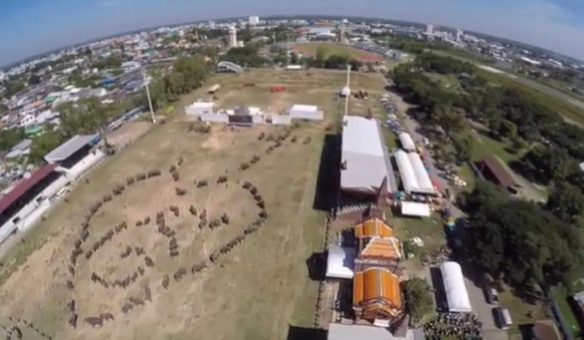 สุดตระการตา!!! ช้างแสนรู้เมืองสุรินทร์ 300 เชือก ร่วมใจแปรอักษรเป็นรูปเลข ๙ ในกิจกรรม รวมช่้าง รวมใจ ไว้อาลัยพ่อหลวง (มีภาพ)