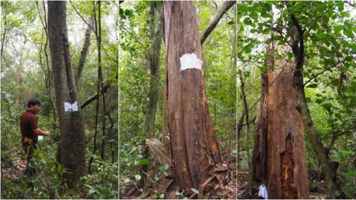 รู้มั๊ย!!ทำไมถึงใช้ ไม้จันทร์หอม ไม้ที่ใช้ทำพระบรมโกศ!?