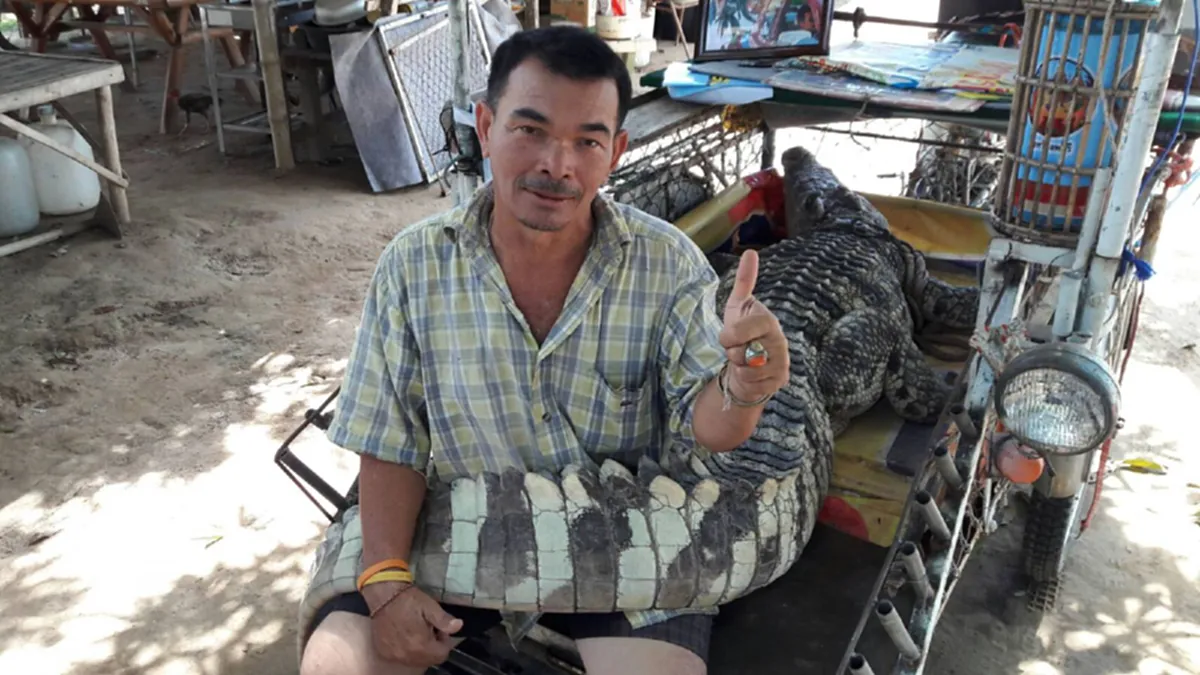 สุดตะลึง!! จระเข้เเสนรู้ "จ้าวเข่ง"ขวัญใจ(มหาชน) เด่วรู้กัน!!พิสูจน์แล้ว บอกได้คำเดียวเลยว่า?? (มีคลิป-ภาพ)