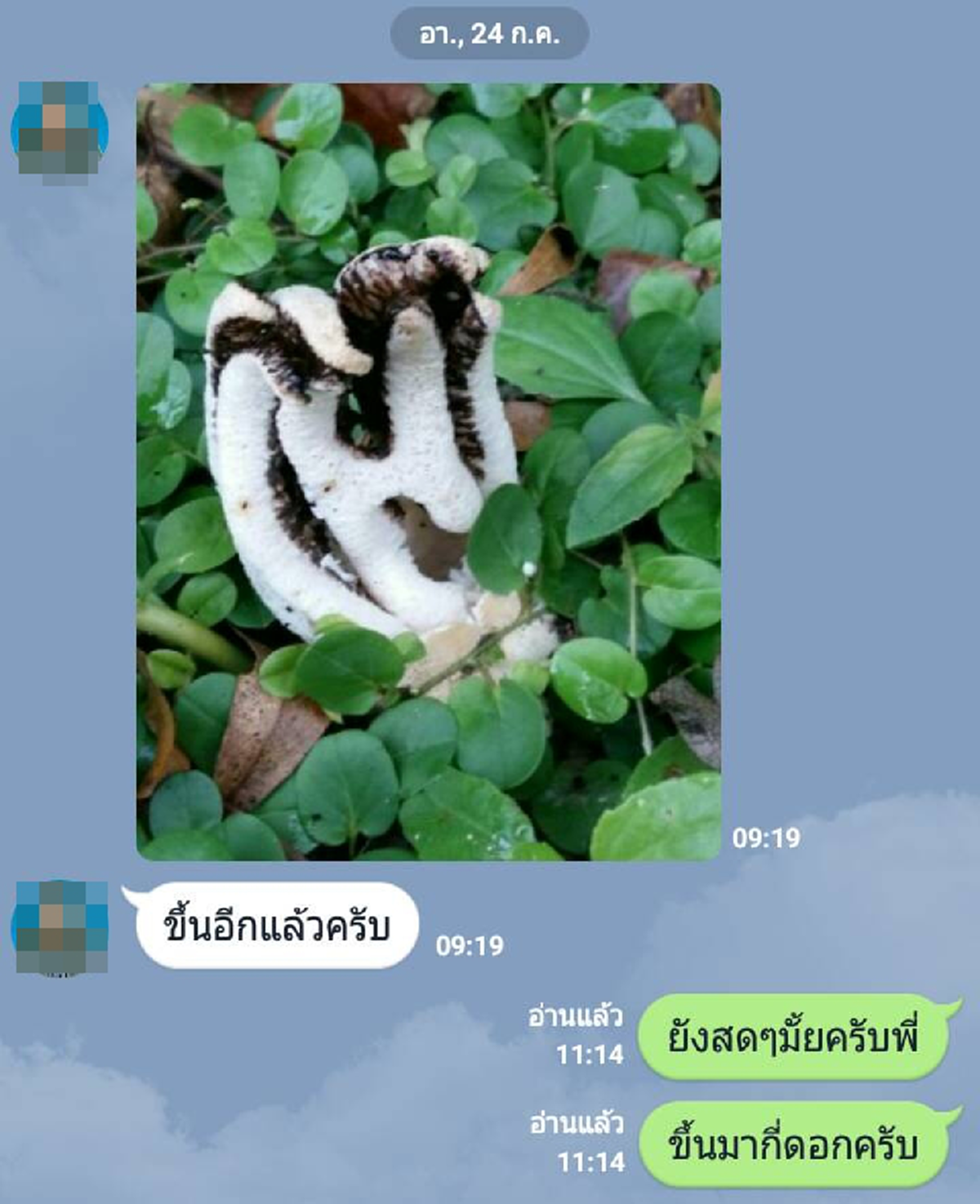 สุดแปลก!! เห็ดหายากโผล่บ้านหนุ่มใหญ่รอบที่ 3 แทบไม่เชื่อสายตามาได้ไง ?!!