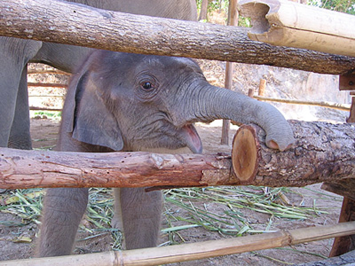 รู้มั้ยทำไมช้าง"พลายปฐมสมภพ"ลูกช้างแสนรู้ จึงได้ชื่อพระราชทานจาก "ในหลวง ร.๙" 