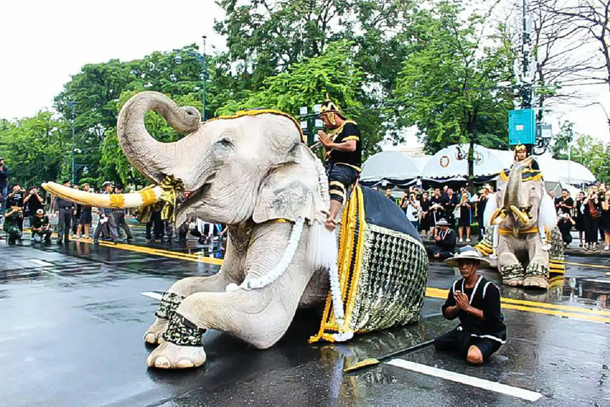 เซฟไว้ให้ลูกหลานได้ดู...ประมวลภาพขบวนช้างมงคล 11 เชือก ทำพิธีถวายบังคมพระบรมศพ..."ช้างเผือกของในหลวงรัชกาลที่9" หาดูที่ไหนไม่ได้อีกแล้ว(ชมภา