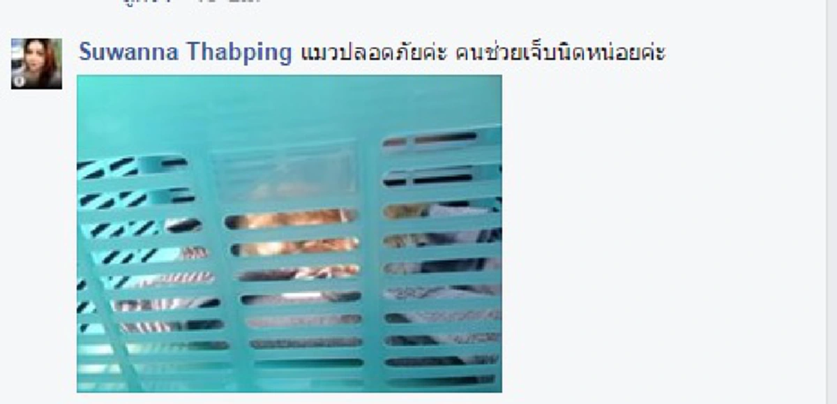 ได้ใจทาสแมวไปเลย!!! ดูหน้าชัดๆเหมียวน้อย 9 ชีวิต หวิดโดนล้อรถเหยียบตายกลางถนนโชคดีเจอคนใจบุญเพราะ.."การได้ช่วยชีวิตเล็กๆเป็นเรื่องสำคัญ"