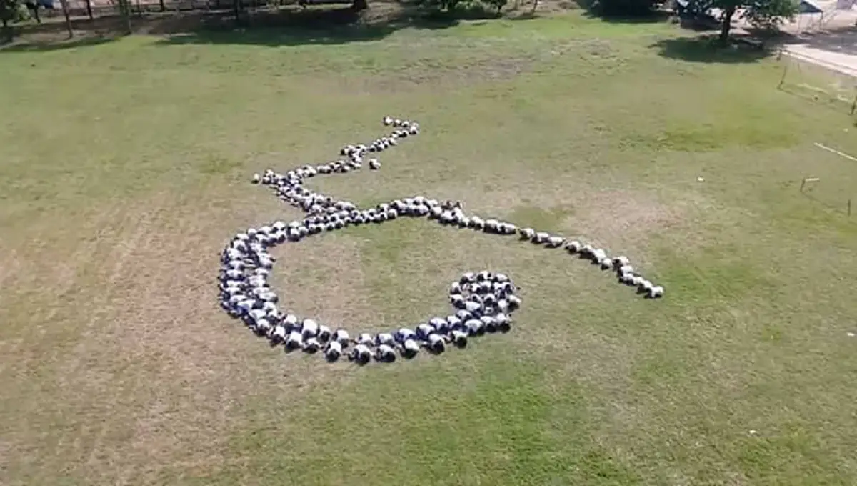 ทำด้วยใจที่"รักพ่อ"เกินคำบรรยาย!!! ครูโรงเรียนลพบุรี กับเบื้องหลังการเก็บภาพแปรอักษร ๙  ด้วยหัวใจที่เปี่ยมล้นด้วยความภักดี (มีภาพ)