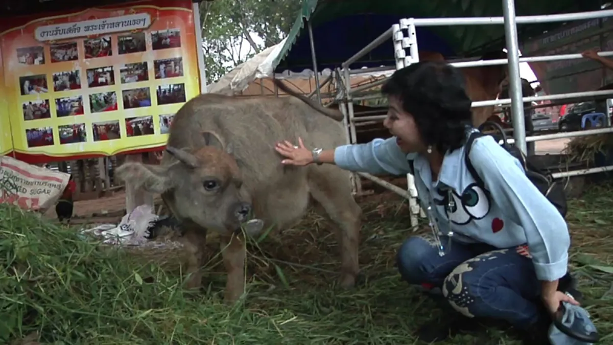 ฮือฮา!! "น้องยิ้ม" ควายหน้าหัก ให้โชคเจ้าของถูกหวย 4 แสนบาท เชื่อเป็นสัตว์นำโชค จูงถวายวัด..