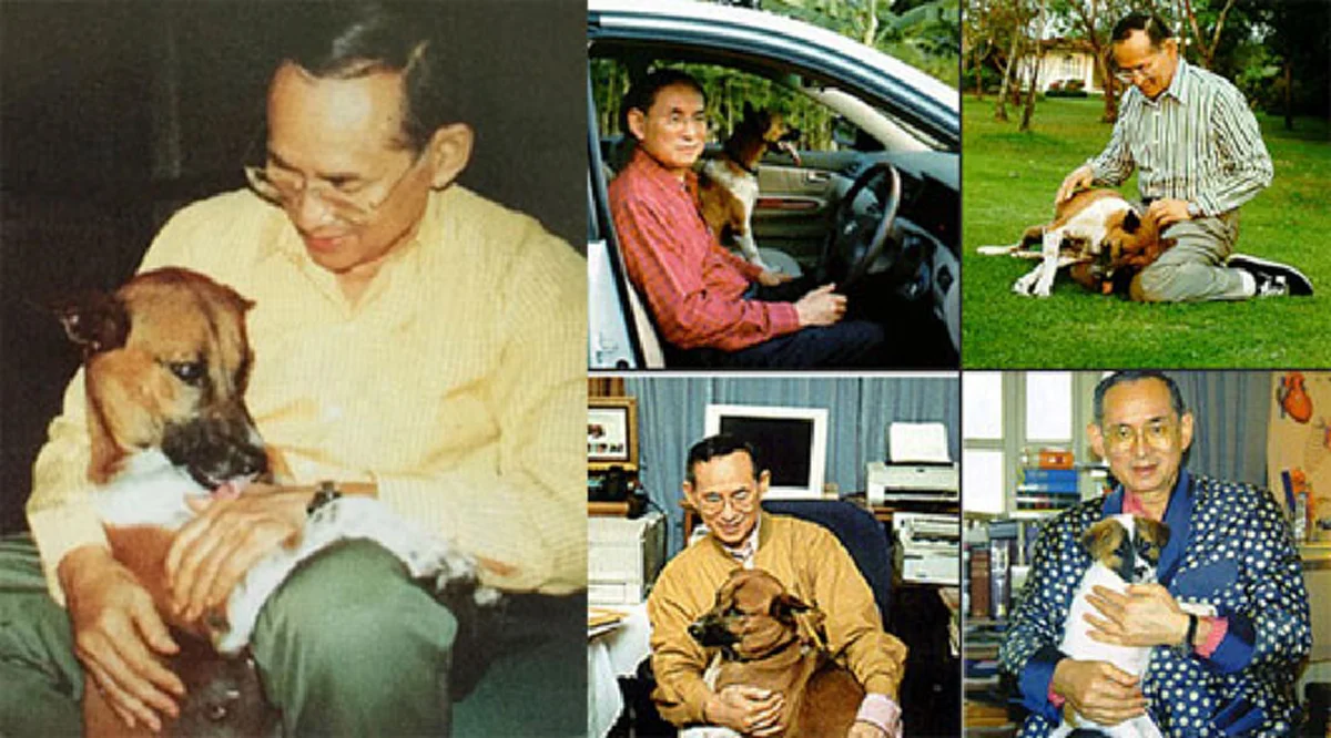เรื่องราวความประทับใจ เมื่อครั้งคุณทองแดงป่วยหนัก จากสัตวแพทย์ของพระราชา (รายละเอียด)