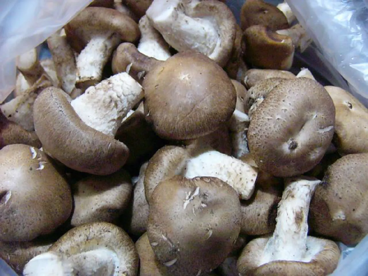 กินอะไรก็ต้องระวัง!!สธ.เตือนยังพบฟอร์มาลีนปนเปื้อนอาหารมากสุด