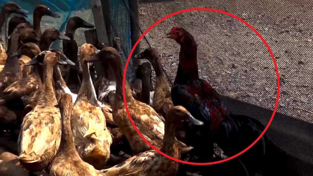 เดี๋ยวๆ นายลืมอะไรไปรึเปล่า!?! เมื่อ"ไก่อู"คิดว่าตัวเองเป็น...งานนี้โคตรพีค!!