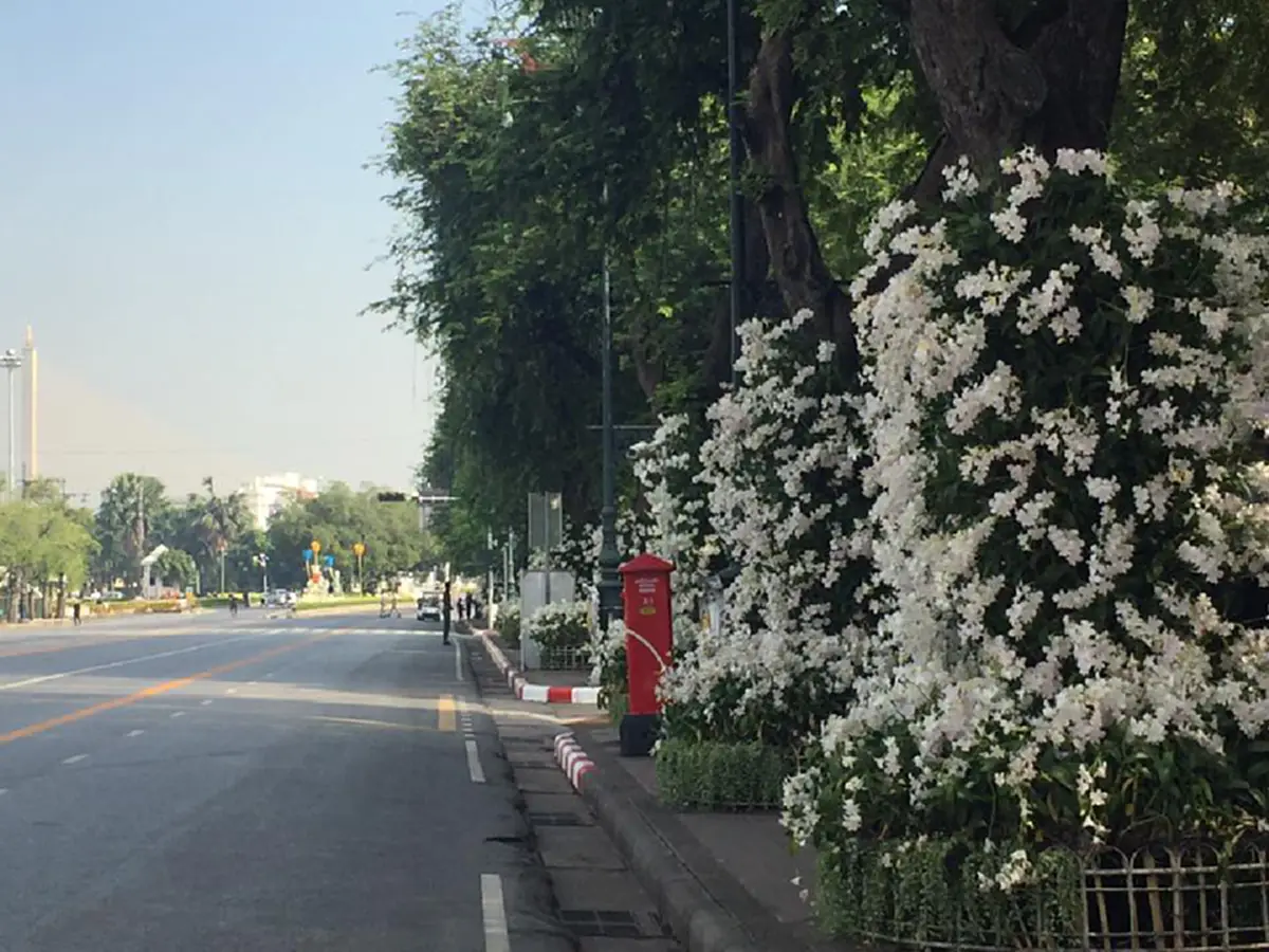 ‪สดชื่น!!! กทม.จัดซุ้ม"ดอกกล้วยไม้ขาว" ตลอดแนวราชดำเนิน สู่ท้องสนามหลวง (ชมภาพ)