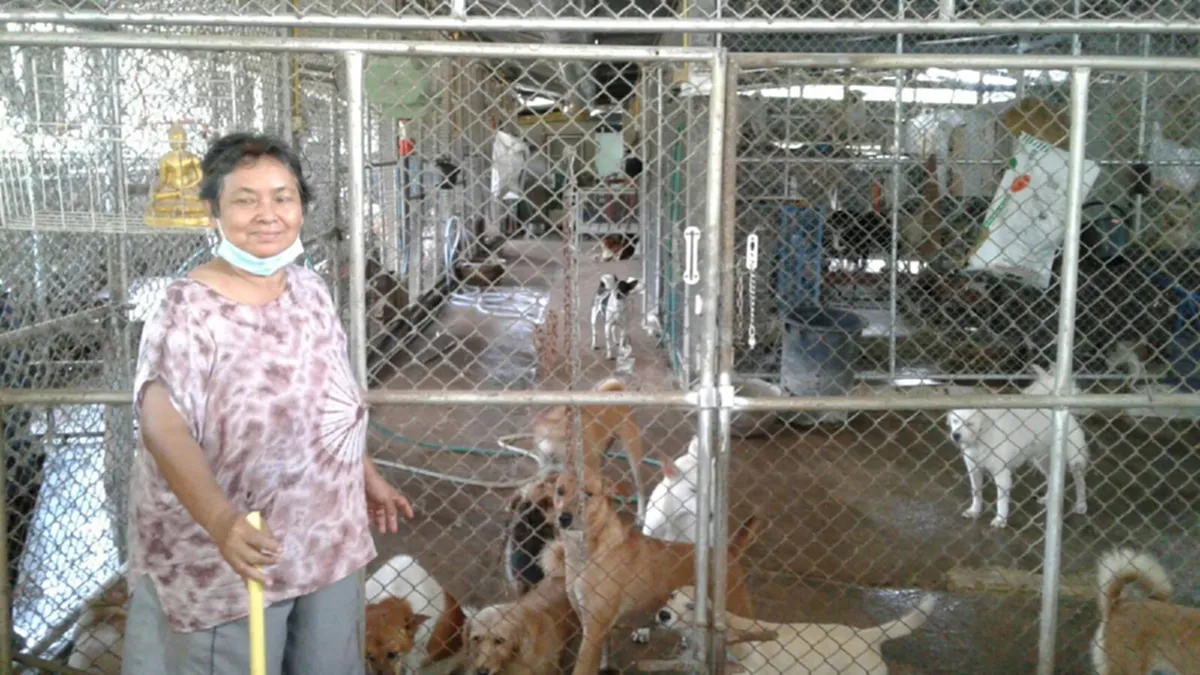 คนรักตูบช่วยแชร์ให้ป้าด้วย!!!ป้าวัย 64 เลี้ยงสุนัข 400 ตัวทั้งจรจัด รถชน ชาวบ้านทิ้งป้าเก็บมารักษาเลี้ยงดูอย่างดี!!วอนผู้มีใจรักสัตว์ช่วยเหล