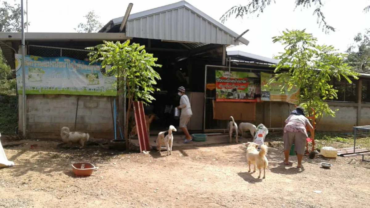 คนรักตูบช่วยแชร์ให้ป้าด้วย!!!ป้าวัย 64 เลี้ยงสุนัข 400 ตัวทั้งจรจัด รถชน ชาวบ้านทิ้งป้าเก็บมารักษาเลี้ยงดูอย่างดี!!วอนผู้มีใจรักสัตว์ช่วยเหล