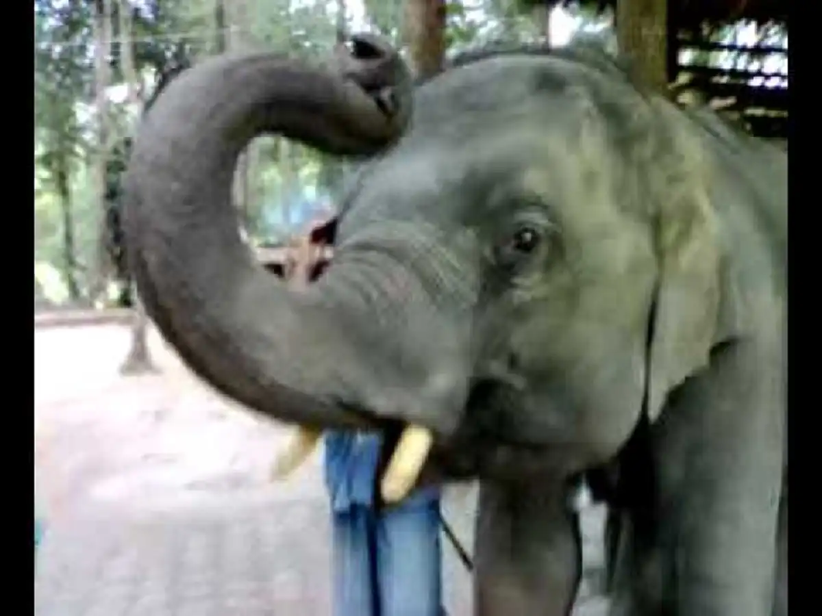 รู้มั้ยทำไมช้าง"พลายปฐมสมภพ"ลูกช้างแสนรู้ จึงได้ชื่อพระราชทานจาก "ในหลวง ร.๙" 