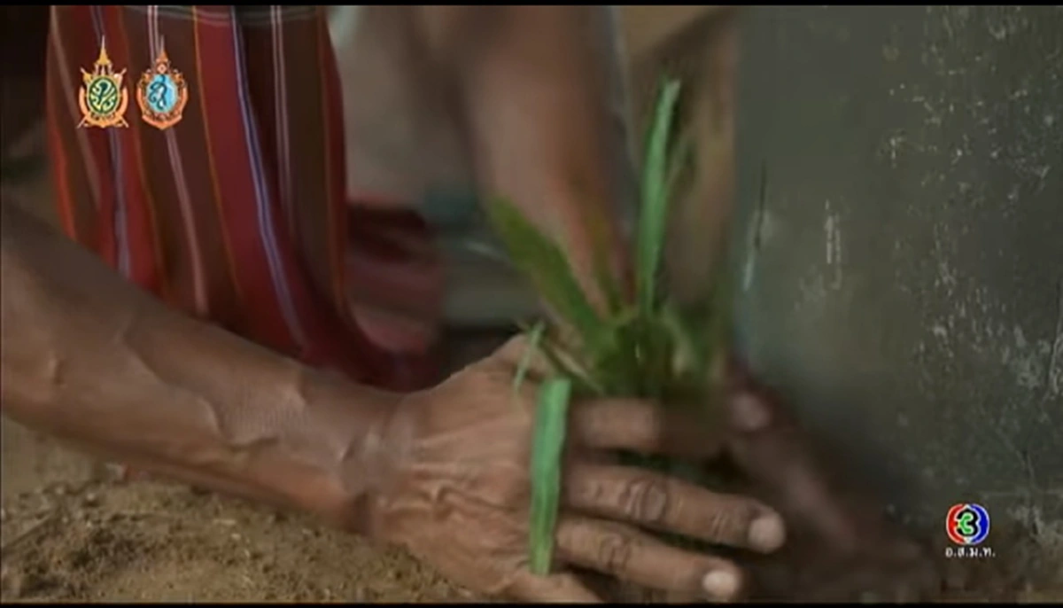 "ว่านพญาลิ้นงู" สรรพคุณไม่ยิ่งหย่อนกว่าในละคร"นาคี" ใช้ทาแก้เพื่อถอนพิษแมลงกัดต่อย ปลูกไว้ป้องกันอสรพิษเข้าบ้าน