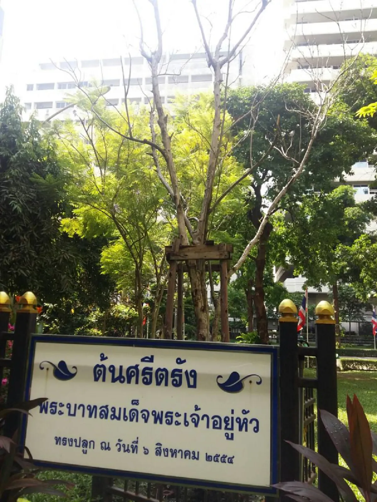 น้ำตาต้องไหลอีกรอบ!!!ไม่เพียงพสกนิกรที่ร้องไห้ ต้นไม้ก็มีชีวิต..."ต้นศรีตรัง" ที่ "ในหลวง รัชกาลที่9" ทรงปลูกไว้ตาย 