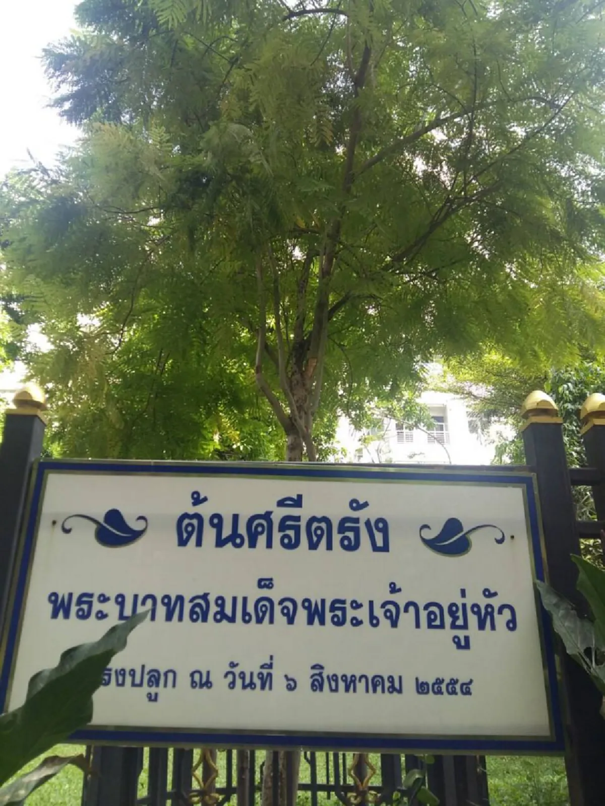 น้ำตาต้องไหลอีกรอบ!!!ไม่เพียงพสกนิกรที่ร้องไห้ ต้นไม้ก็มีชีวิต..."ต้นศรีตรัง" ที่ "ในหลวง รัชกาลที่9" ทรงปลูกไว้ตาย 