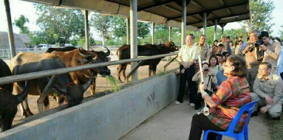 "เป็นบุญตาของกระหม่อมยิ่งนัก"สมเด็จพระเทพฯ(ทรงสีซอให้ควายฟัง)พิสูจน์ตามคำสุภาษิตโบราณด้วยพระอารมณ์ขันของพระองค์ผลที่ออกจะเป็นอย่างไร??(คลิป)