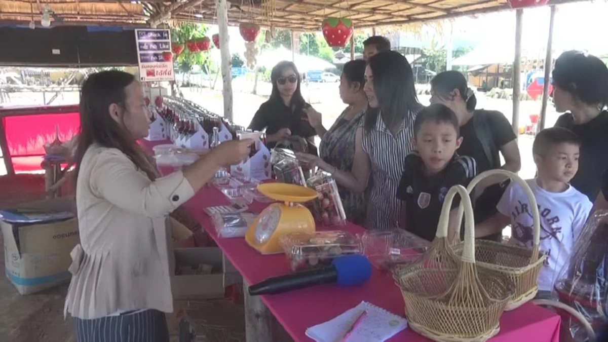 ไม่ต้องไปไกล!!!หนาวนี้พากันไปชื่นชมสตรอว์เบอร์รีที่โคราช เลือกเก็บเองได้เลย!!วังน้ำเขียว สวิสเซอร์แลนด์แดนอีสาน