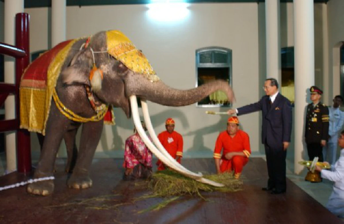 รู้แล้วต้องทึ่ง!!!เปิดประวัติ "พระเศวตอดุลยเดชพาหนฯ"พระยาช้างเผือก ประจำรัชกาลที่ ๙ (ภาพ)