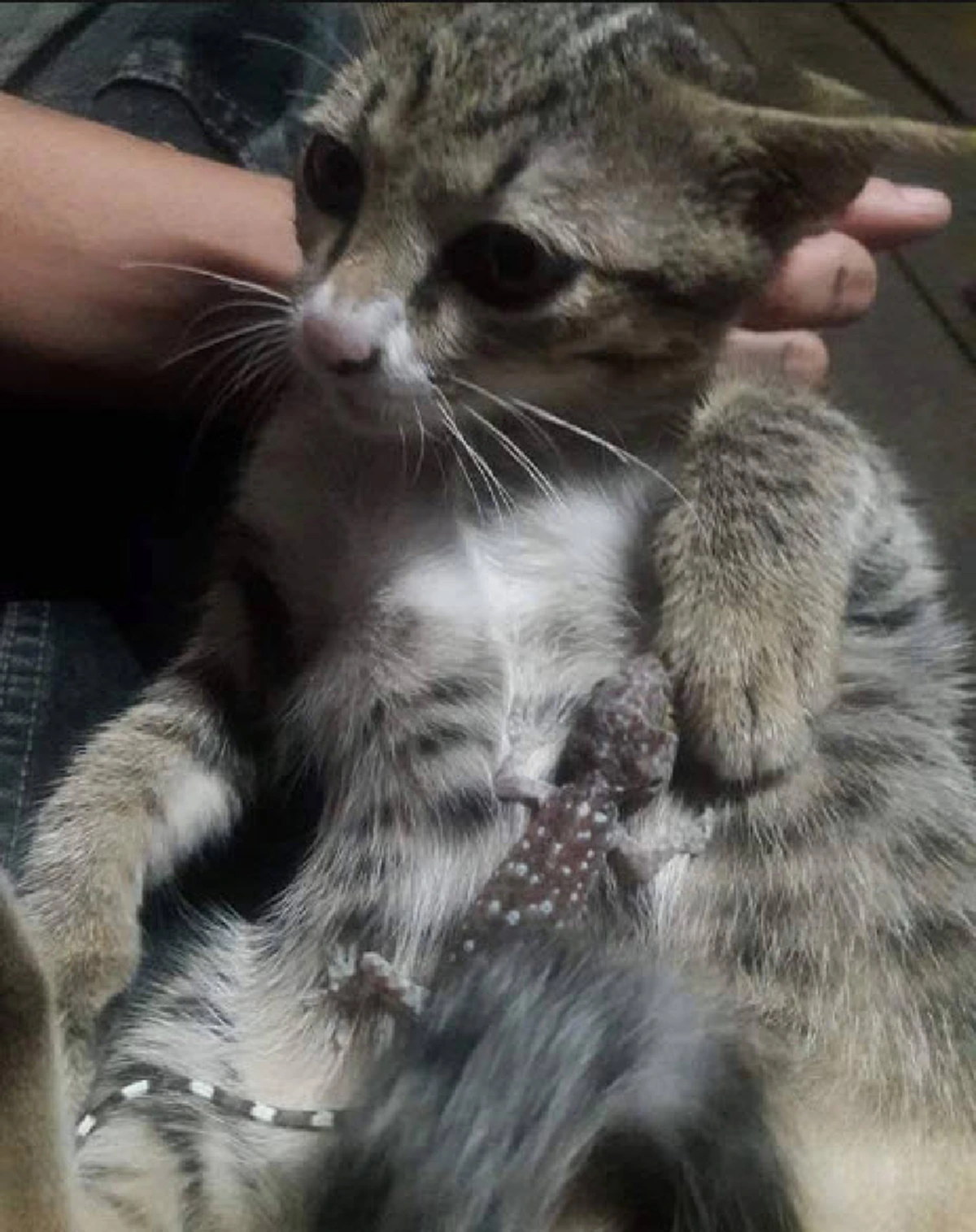 ขำหนัก...แม่ช่วยหนูด้วย!!! เมื่อแมวก็แบ๊ว ตุ๊กแกก็หัวโตแถมกัดเจ้าเหมียวมาได้เต็มปากเต็มคำ แล้วเหมียวจะทำอย่างไร? (ชมภาพ)