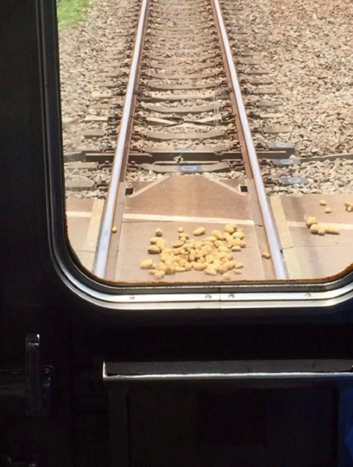 เกือบไม่รอด !! เมื่อรถไฟญี่ปุ่นต้องเบรคกระทันหัน หลังจากเจอสิ่งนี้ขวางอยู่กลางรางรถไฟ (ชมภาพ) 