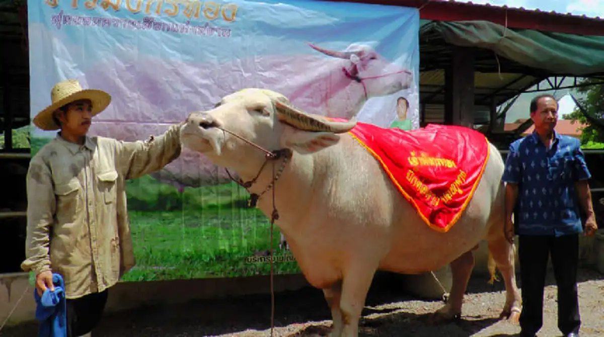 สุดสง่า!!! เจ้ามังกรทอง ควายเผือกพันธุ์ไทยแท้ ดีกรีแชมป์ประเทศไทย เจ้าของสุดหวง คนขอซื้อ 3 ล้านก็ไม่ขาย??(มีภาพ)