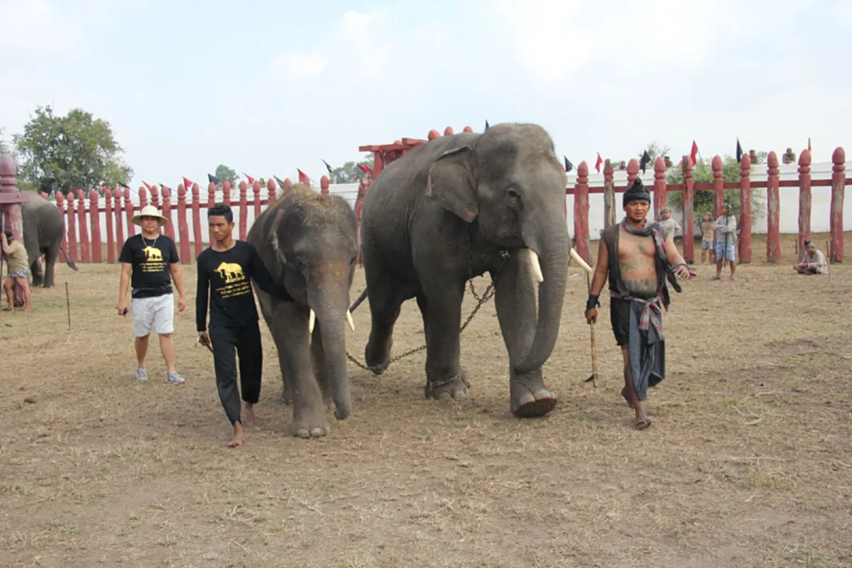 "พลายเกาะพยาเพ็ชร"  และ "พลายทีจี"  ร่วมแสดงภาพยนตร์ฟอร์มยักษ์  "ขุนรองปลัดชู" ของเซียนพระชื่อดัง "พยัพ คำพันธุ์"