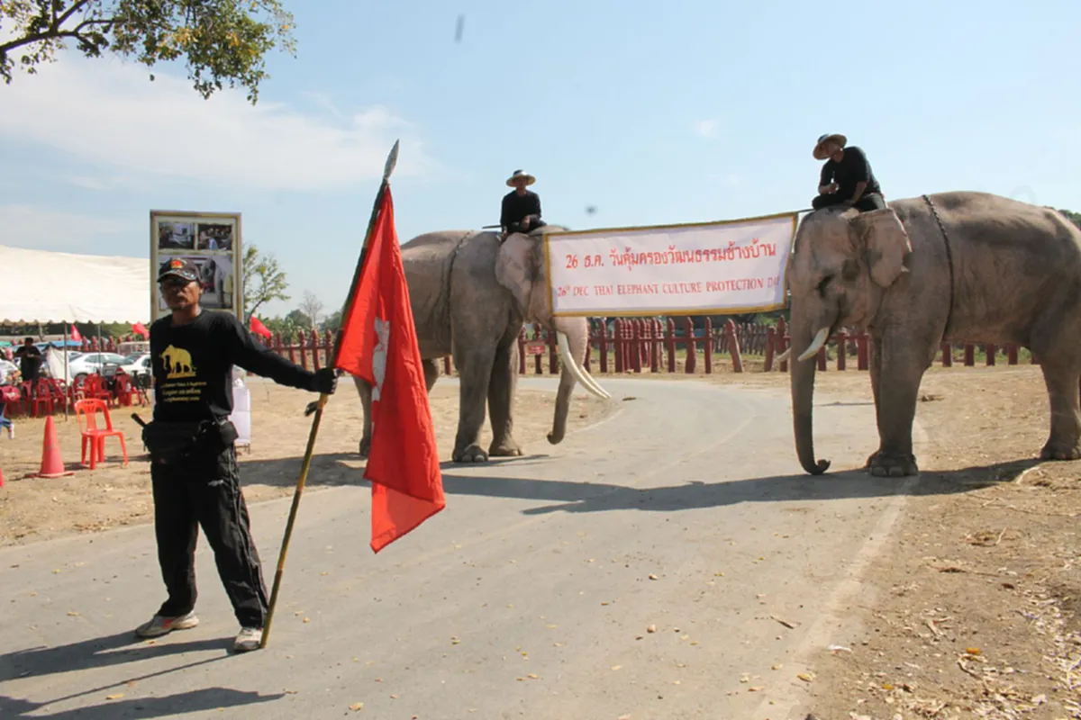 วังช้างกรุงเก่า ยอมให้ตรวจ DNA "พลายเกาะพยาเพ็ชร-พลายทีจี" ลบข้อครหา ช้างป่าสวมสิทธิ์ช้างบ้าน