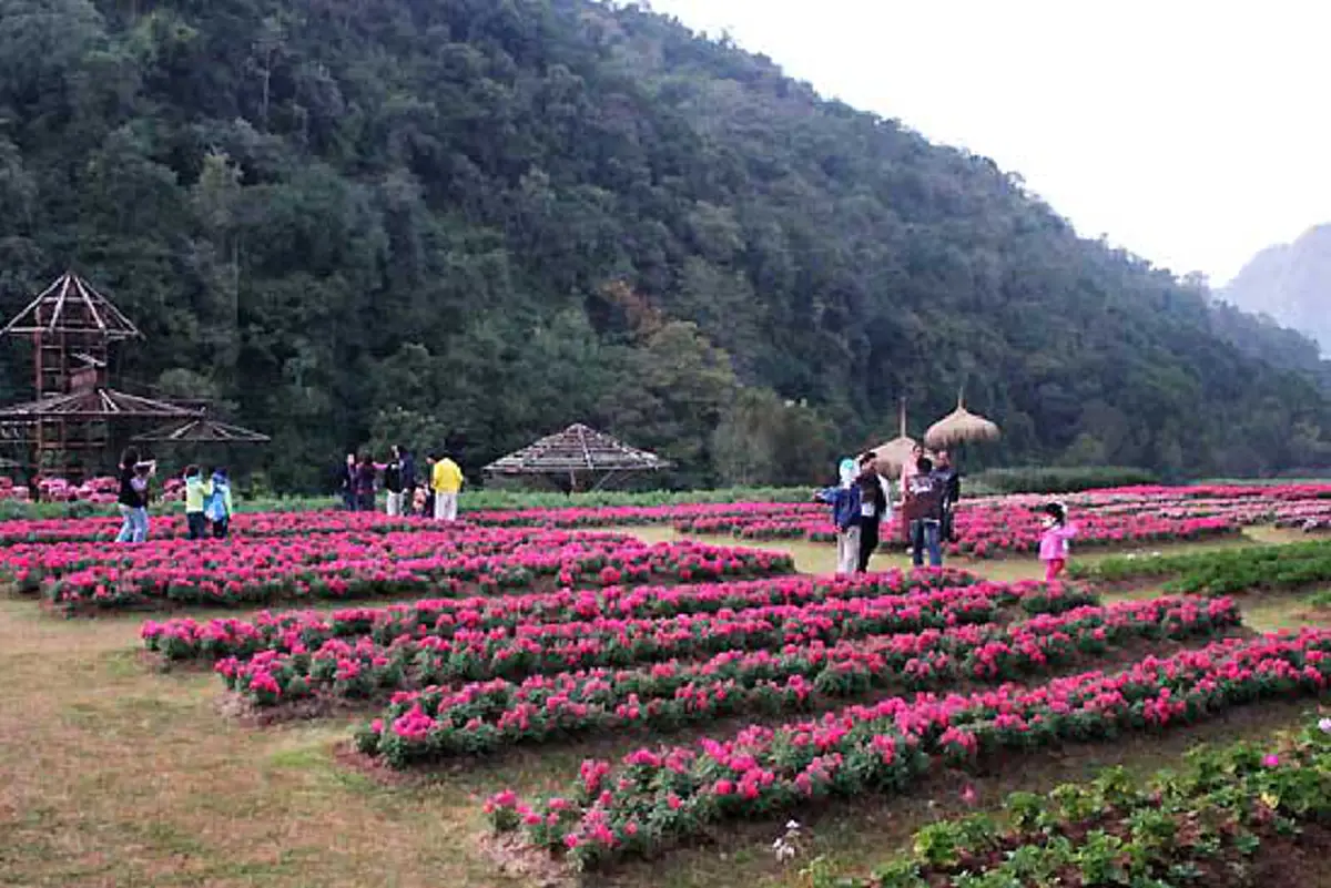 ที่สุดตามทางเดินพ่อ!!คนไทยอยากท่องเที่ยวเยี่ยมชมโครงการหลวงดอยอ่างขาง-โครงการชั่งหัวมัน ปีใหม่ห่วงอุบัติเหตุ-จราจรติดขัด