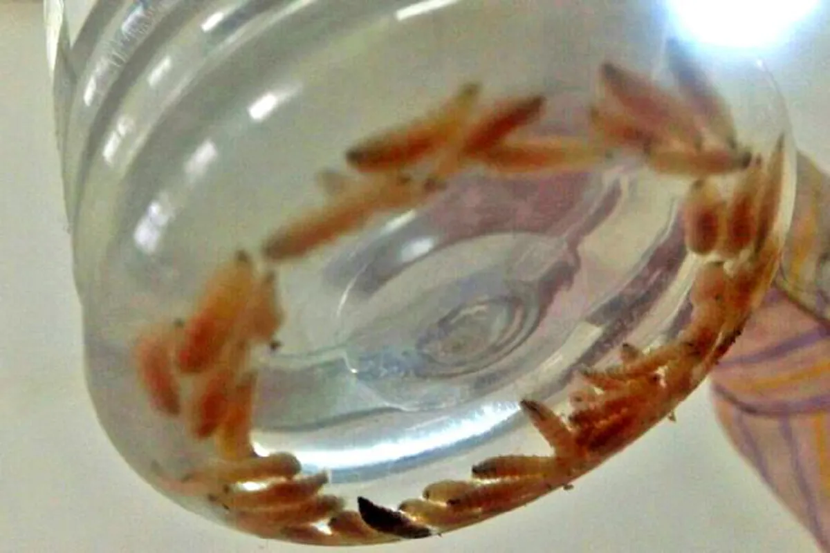 ช็อก! เด็กหญิงอินเดีย 4 ขวบ หนอนไชอยู่ในหูกว่า 80 ตัว (Thai/Eng)