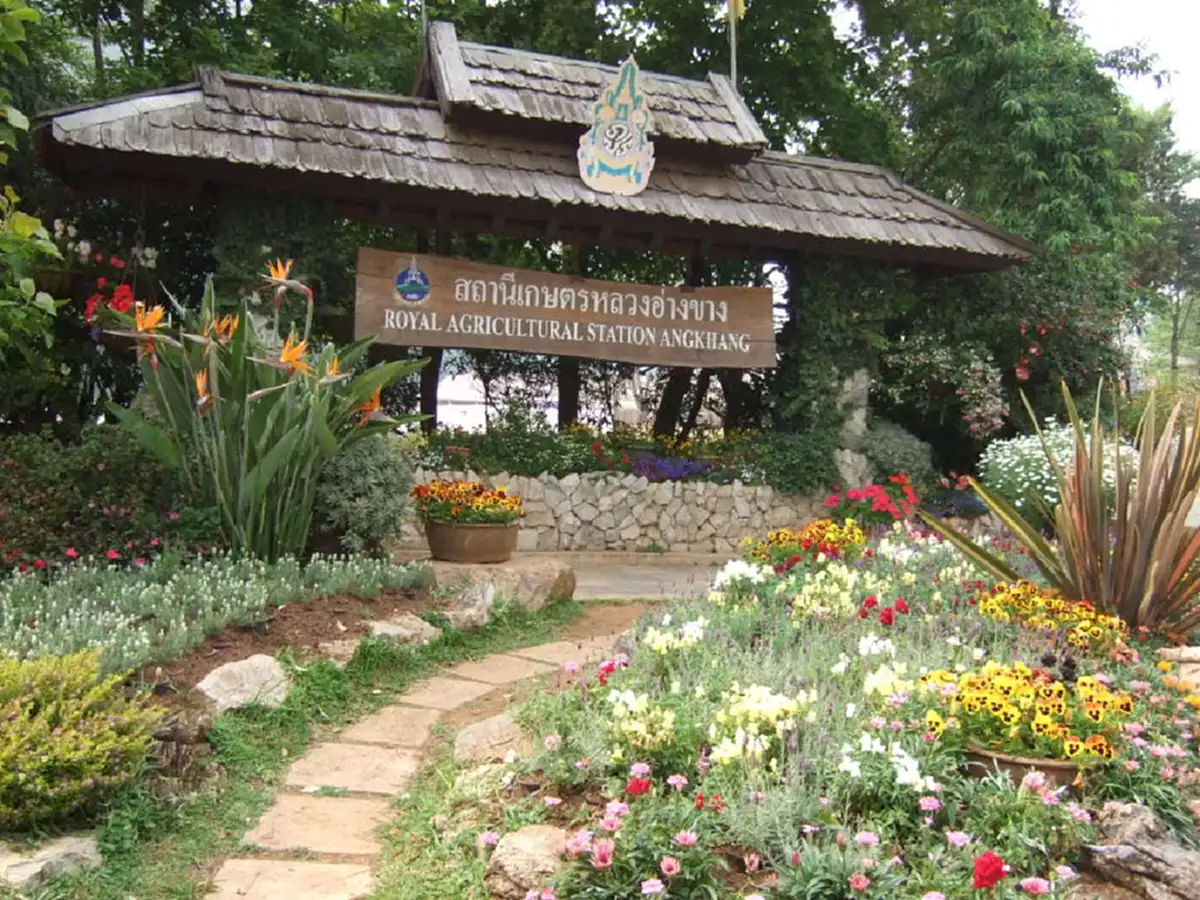 ที่สุดตามทางเดินพ่อ!!คนไทยอยากท่องเที่ยวเยี่ยมชมโครงการหลวงดอยอ่างขาง-โครงการชั่งหัวมัน ปีใหม่ห่วงอุบัติเหตุ-จราจรติดขัด