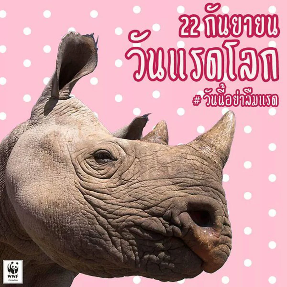 อย่าลืมแรด!!! ร่วมอนุรักษ์และต่อต้านการล่านอแรด เนื่องใน "วันแรดโลก" 