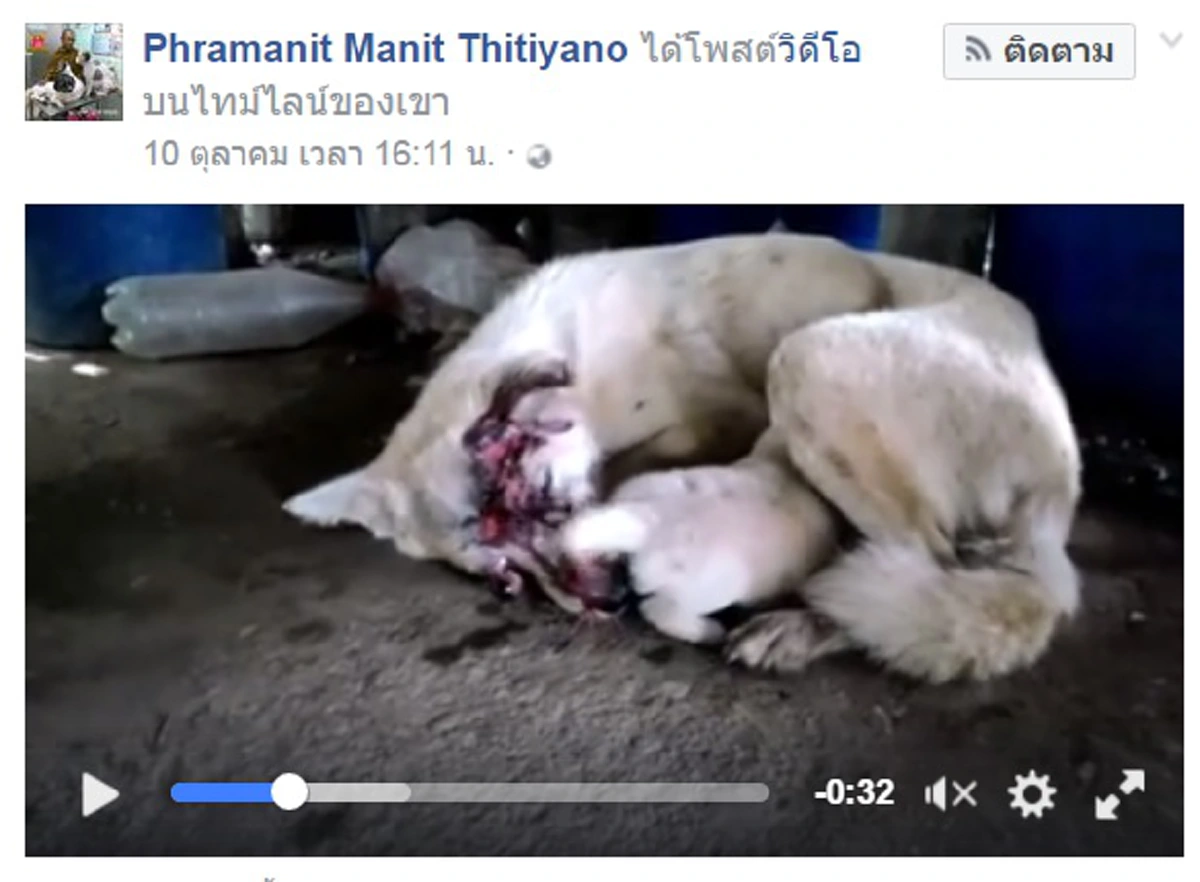 สะเทือนใจสุดๆ!! แม่หมาถูกกระบะวิ่งชนจนตาถลน แต่หัวจิตมันยิ่งใหญ่ไม่ลืมหน้าที่แม่หอบสังขารคลานไปให้นมลูกอ่อนทำคนเห็นภาพน้ำตาซึม (มีคลิป)