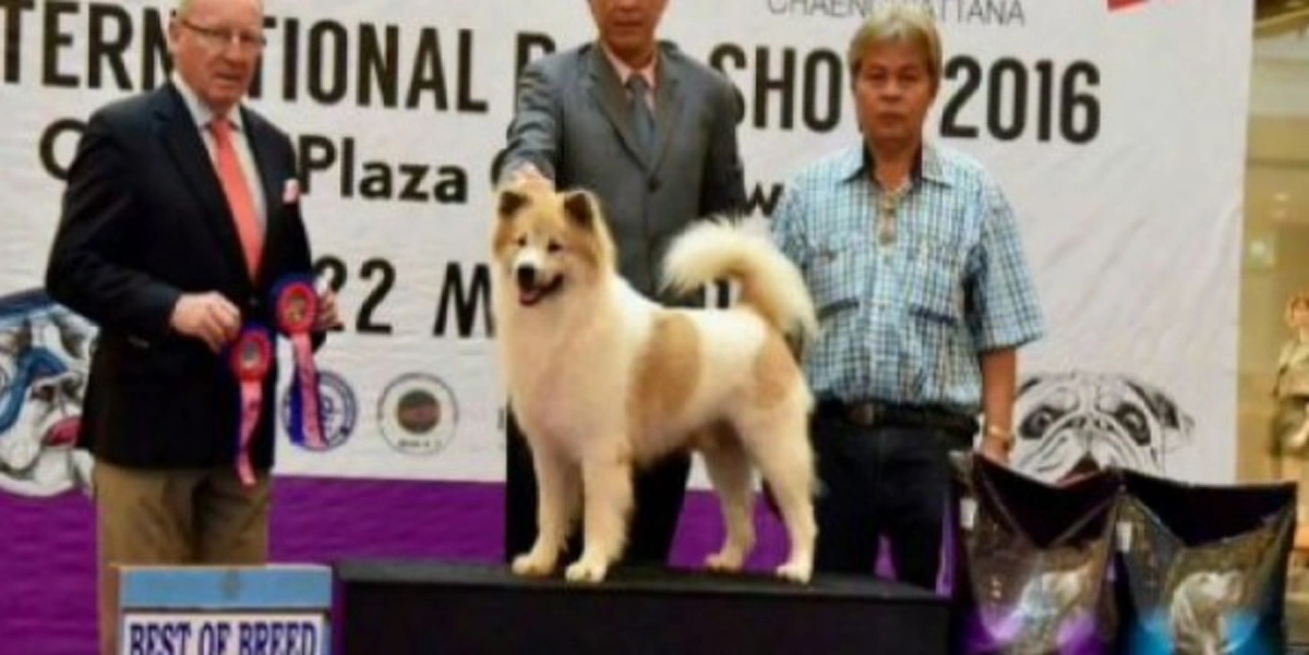สมศักดิ์ศรีหมาไทย!! สุนัขพันธุ์บางแก้วโกอินเตอร์ คว้าแชมป์ประกวดยูโรด็อกโชว์ งานนี้ชาวพิษณุโลกมีฉลองใหญ่แน่