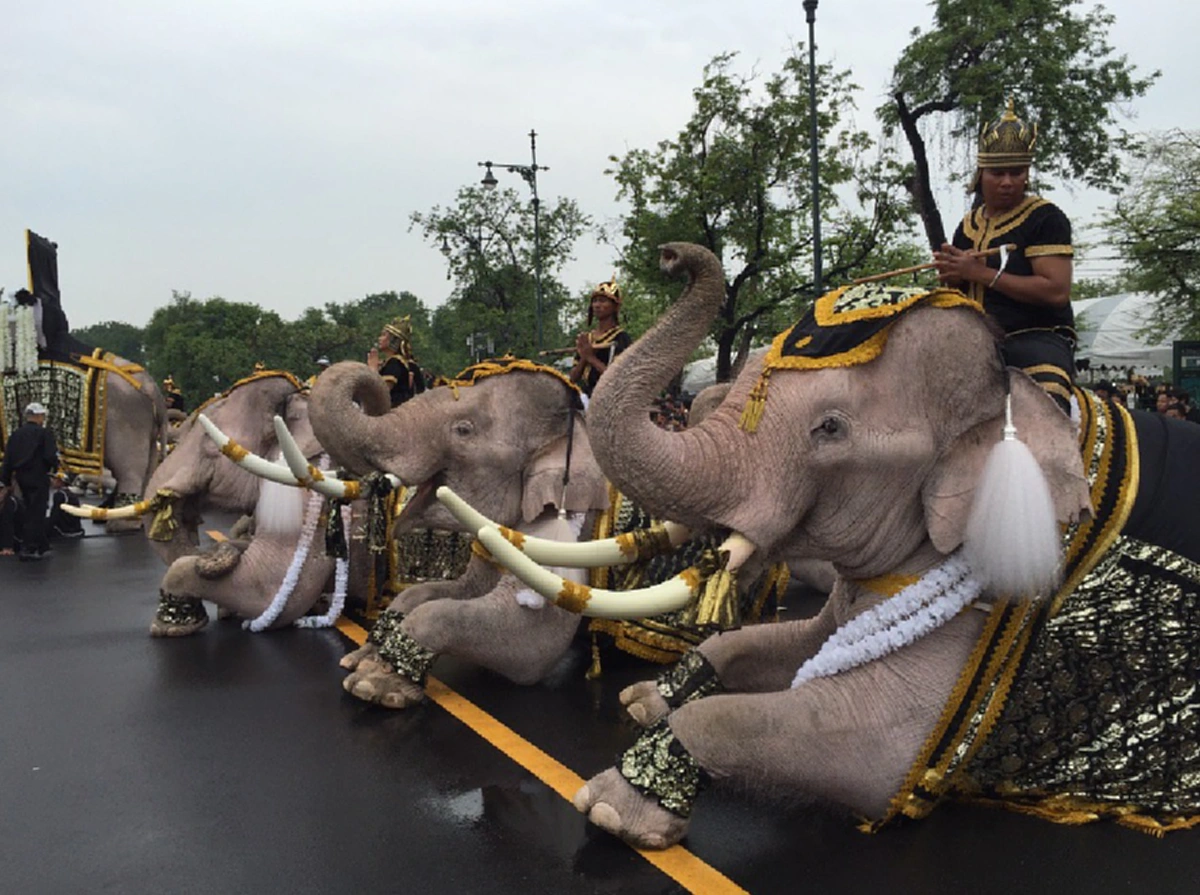 เทิดไท้เหนือเกล้า!! เหล่าคชสารจากปางช้างอยุธยาร่วมกราบพระบรมศพ "องค์พ่อหลวง" ด้วยความอาลัยยิ่ง (ภาพ+คลิป)