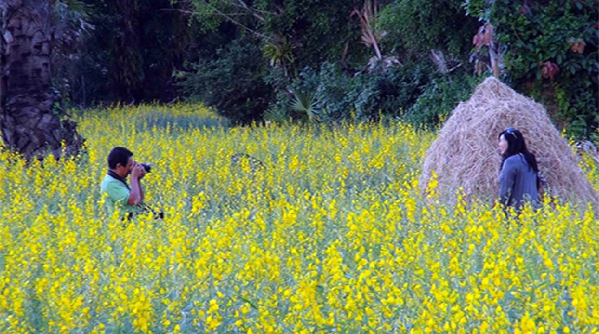 ของดีมีเวลาน้อย!!!เทศกาล"ดอกปอเทือง"บานอร่ามทั่วบ้านรำแดง บนเนื้อที่สามร้อยกว่าไร่ ไม่ไปโคตรพลาด