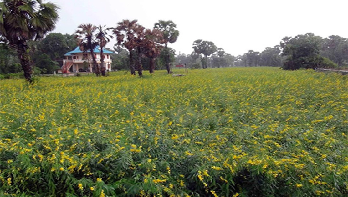 ของดีมีเวลาน้อย!!!เทศกาล"ดอกปอเทือง"บานอร่ามทั่วบ้านรำแดง บนเนื้อที่สามร้อยกว่าไร่ ไม่ไปโคตรพลาด