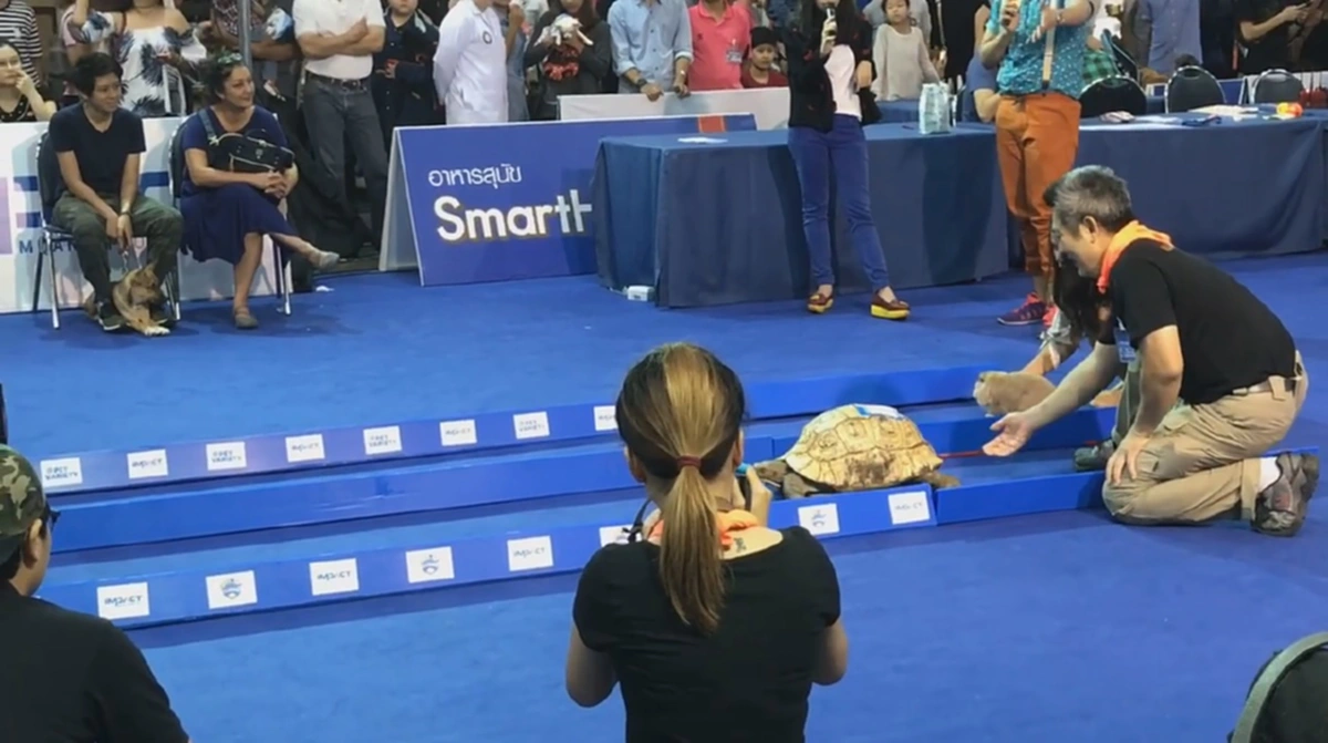 เต่าวิ่ง