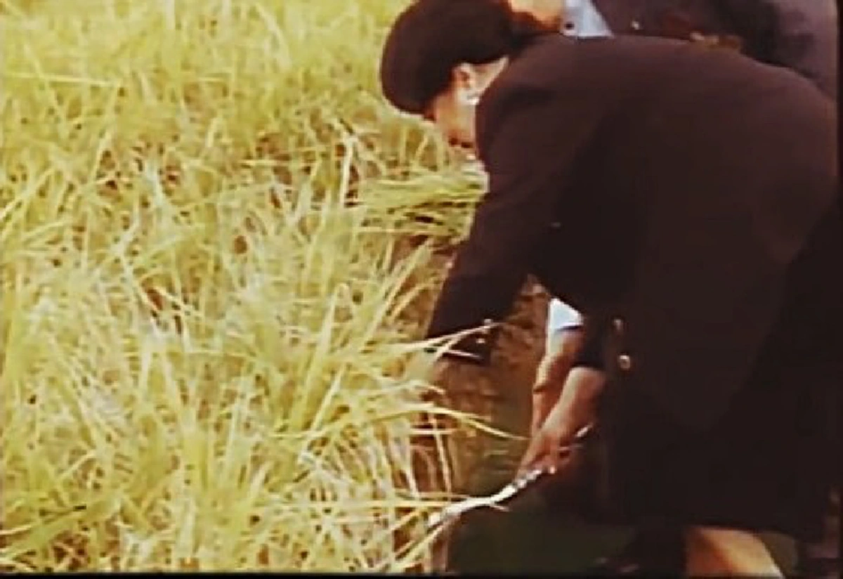 เทวดาเดินดิน ของชาวนา!! ย้อนชมคลิป "ในหลวง ร.9" ทรงเกี่ยวข้าว อย่างคล่องแคล่ว ดูไปน้ำตาไหลไป จะมีราชาองค์ใดเสมอเหมือน!!(มีคลิป)