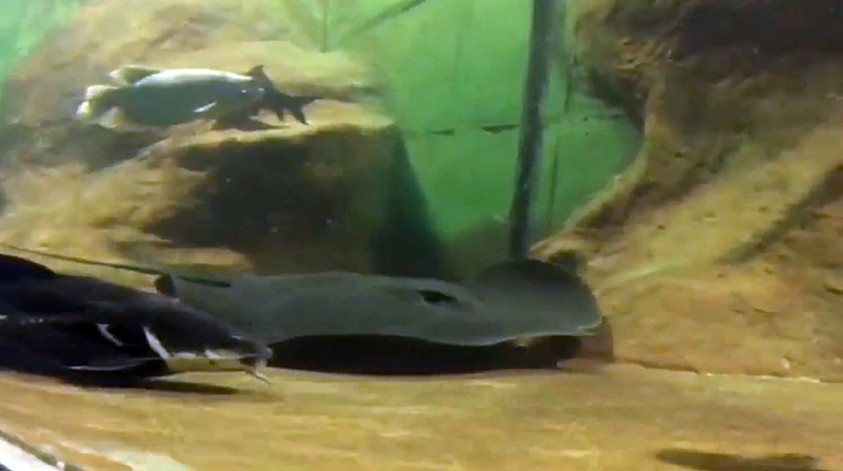 หนูอยากได้!! "จีน" ถูกใจ "กระเบนราหูไทย" เสนอเอาปลาประหลาดมาแลก แถมเปย์ค่าใช้จ่าย ถามไทยเอาไหม!?