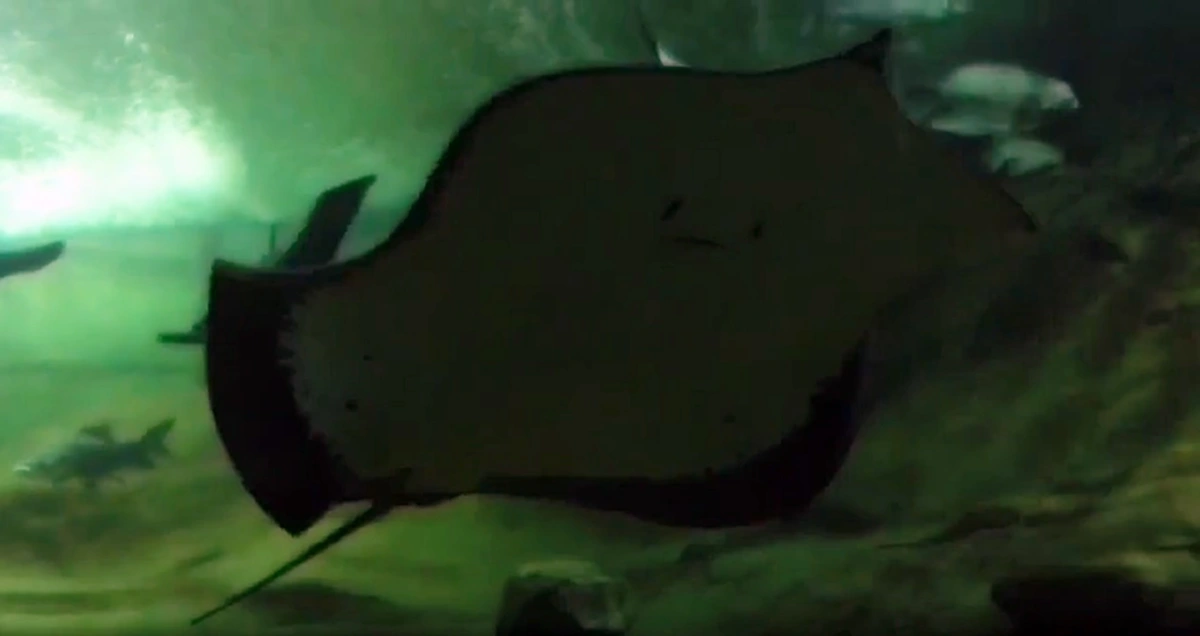 หนูอยากได้!! "จีน" ถูกใจ "กระเบนราหูไทย" เสนอเอาปลาประหลาดมาแลก แถมเปย์ค่าใช้จ่าย ถามไทยเอาไหม!?