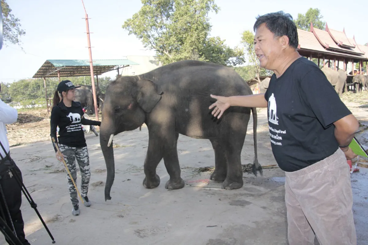 ยอมให้ไม่ได้!! "เจ้าของวังช้างอยุธยา" จ่อฟ้อง "ชุดพญาเสือ" เรียกเงิน 100 ล้าน กล่าวหา นำช้างป่าสวมสิทธิ์ !!