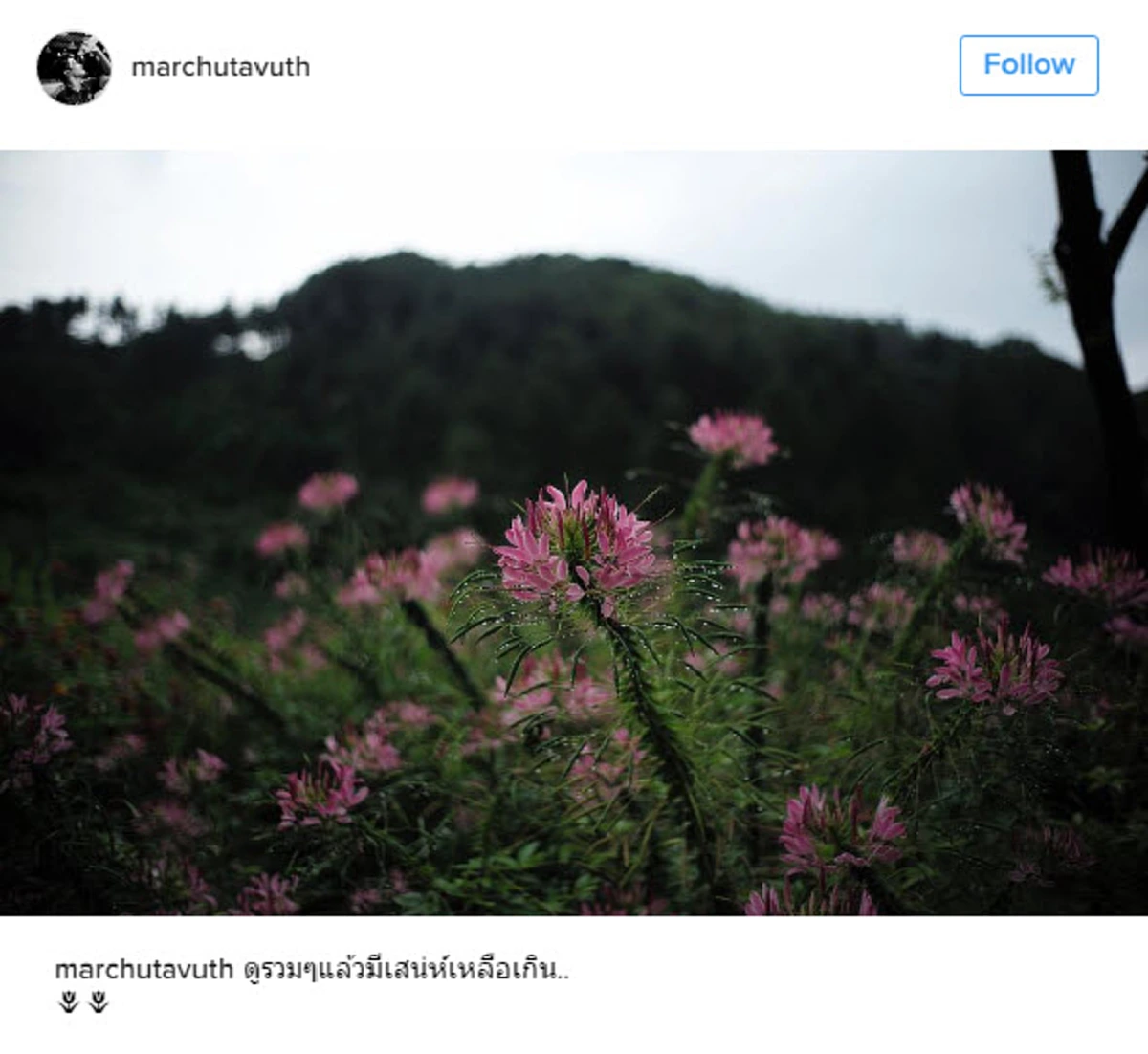  ชาวเน็ตโยงความหมายสุดเจ็บ!!!..."มาร์ช"โพสต์ดอก...ซ้ำปมดราม่าเดือด"น้ำชา-ปันปัน"