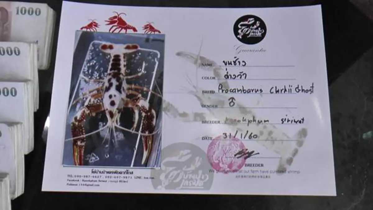 กุ้งอะไรตัวเป็นล้านล้าน!!! ขายกุ้งตัวเดียวได้ราคา 1 ล้านบาท...