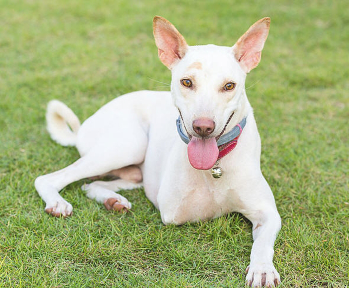 รู้ยัง??? 26 สิงหาคม "วันสุนัขโลก" คิดจะเลี้ยง..ต้องเลี้ยงให้ดีที่สุด มาร่วมฉลองกันเจ้าตูบกัน!!!