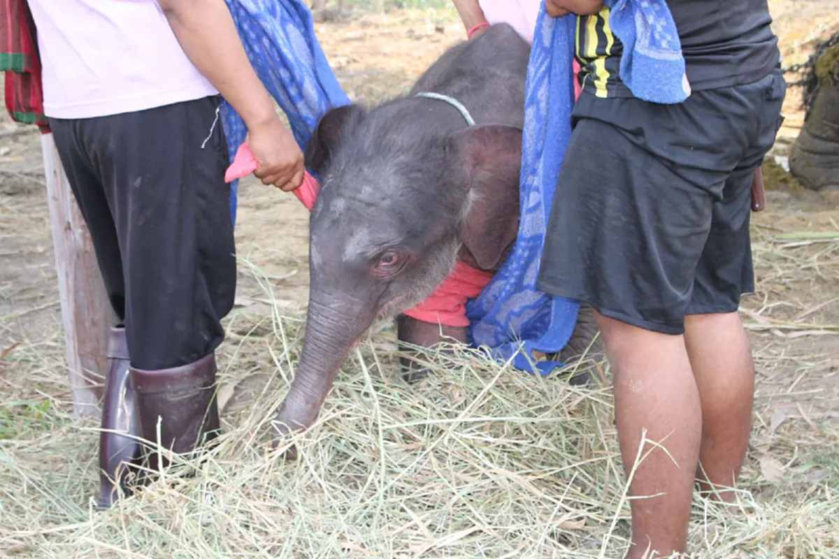 ฮือฮา!!! "พังแก้วตา" ปางช้างอโยธยาตกลูกพลายน้อย ต้อนรับวันเด็กปี 59